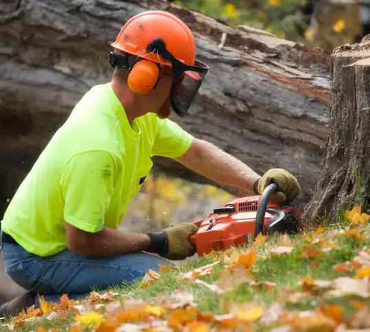 tree services Paris